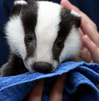 Badger being toweled off