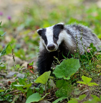 Badger in the grass